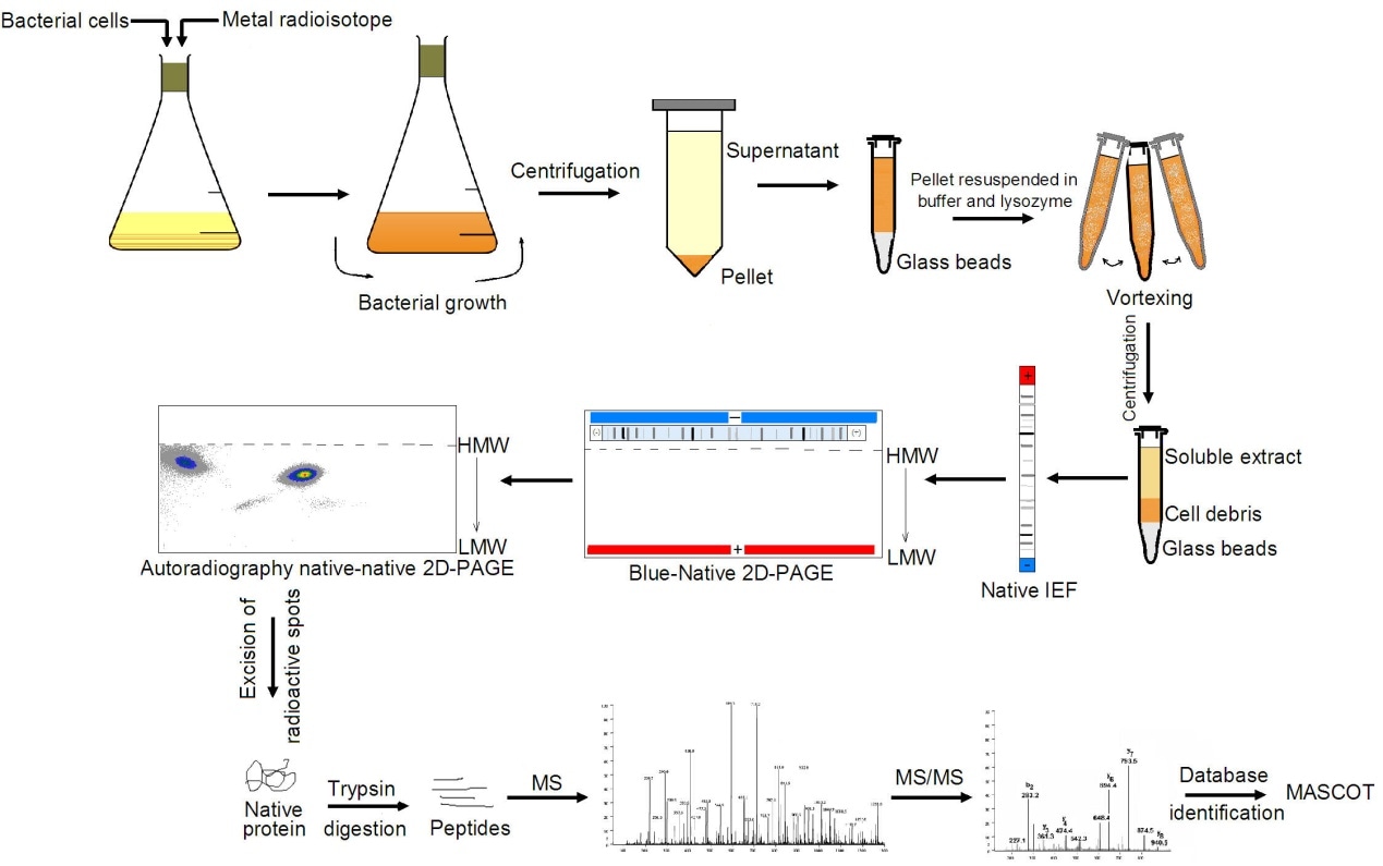 Workflow of 2D BN/SDS-PAGE Mass Spectrometry Analysis Service